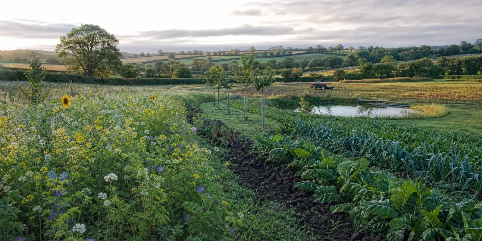 A British farm landscape combining food crops, flowering field margins, young trees, hedgerows and a water feature.